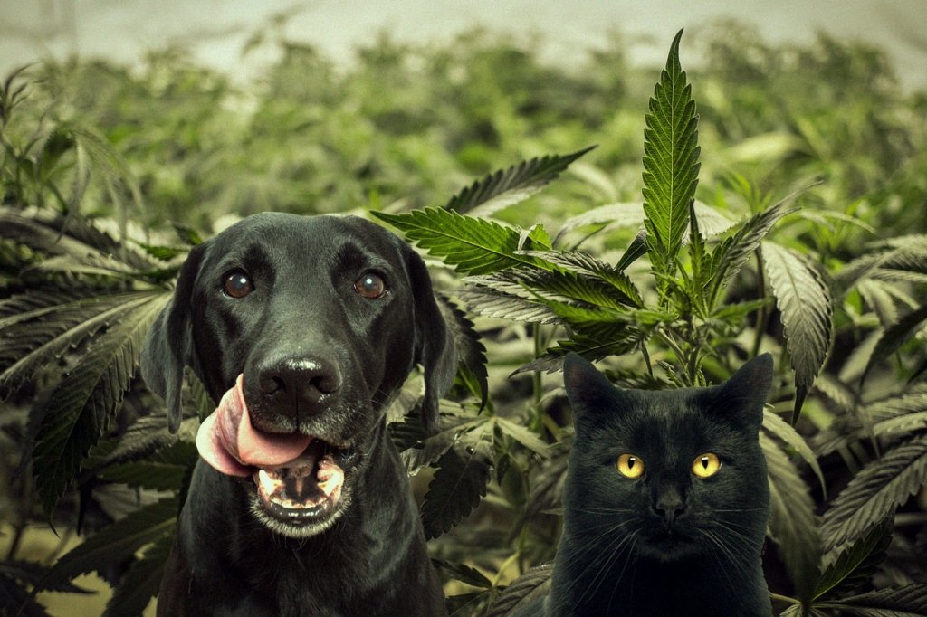 canapa-e-animali cbd per animali