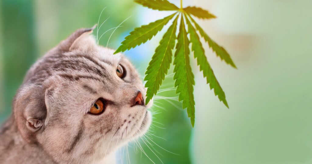 gatto-e-cannabis