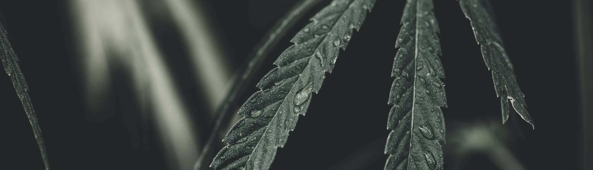 AZ__0713_427f31d1-9092-4f50-95f9-2e132b74d186