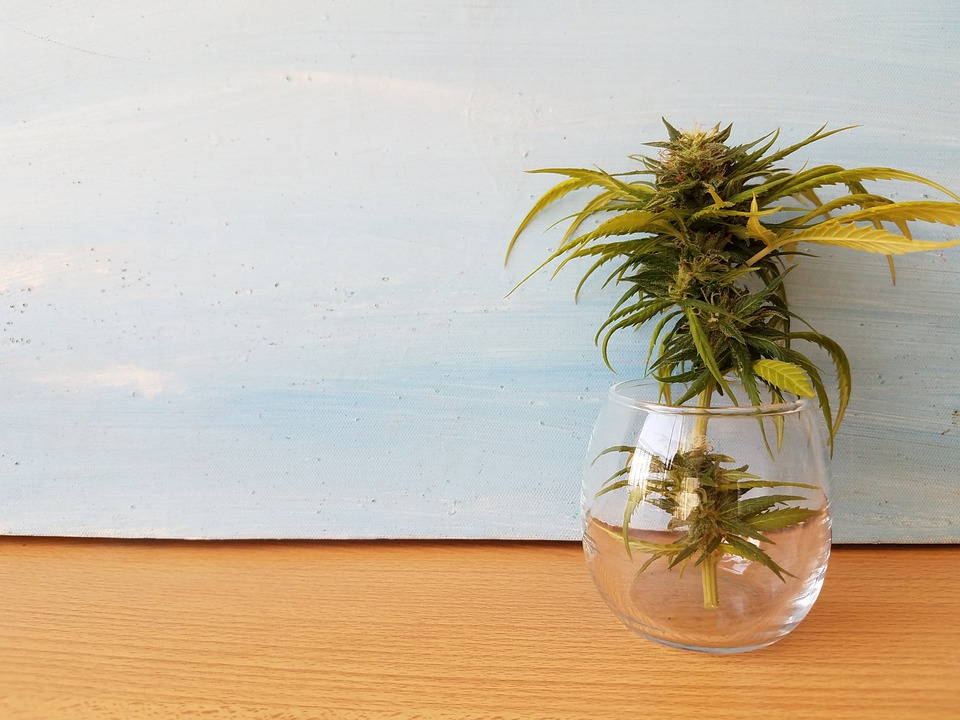cbd salute orale