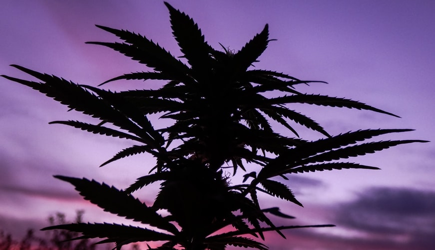 cbd