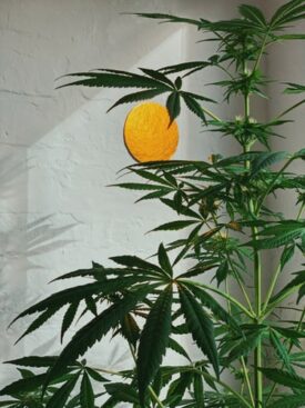cbg