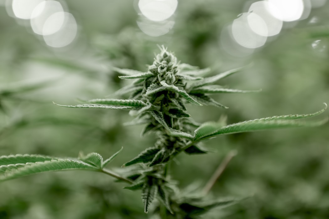 cbd