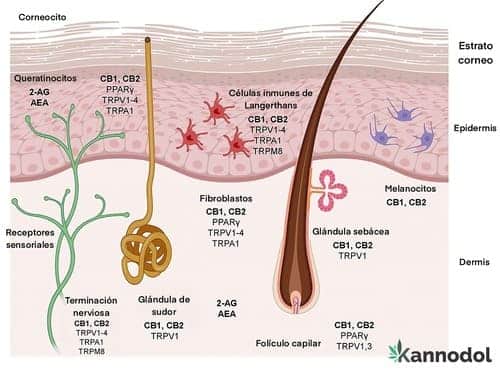 cannabidiol